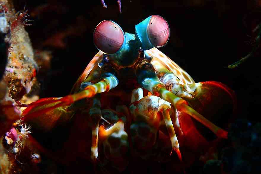 Amazing-Underwater-Weird-Creatures31__880
