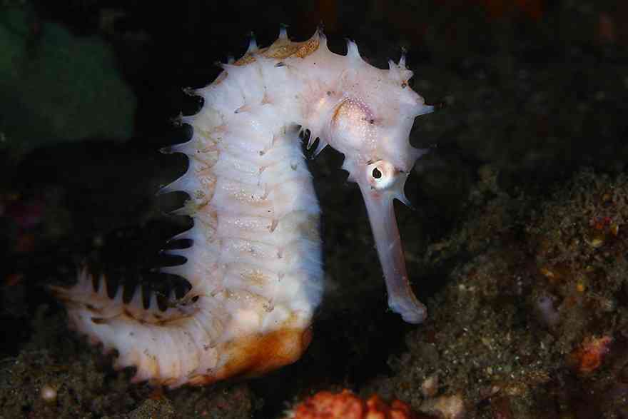 Amazing-Underwater-Weird-Creatures36__880