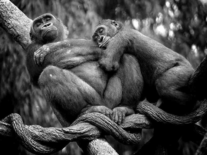 animal-couples-apes__880
