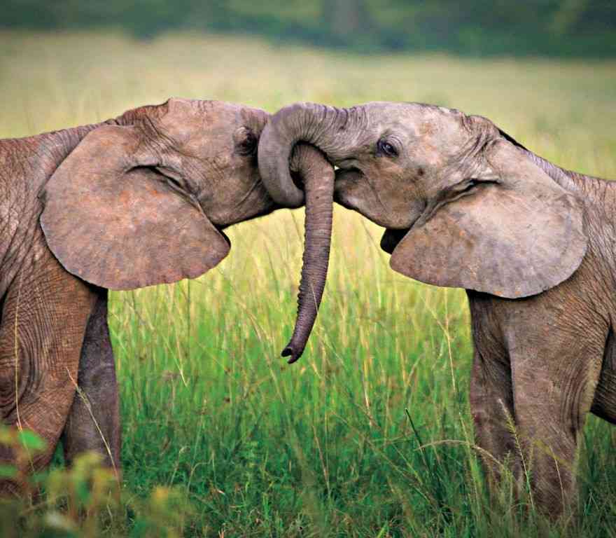 animal-couples-elephants__880