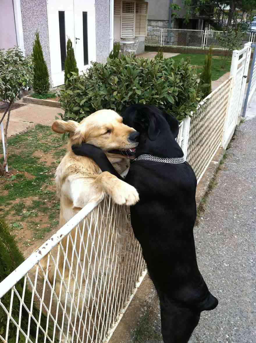 animal-love-friendship-121__880