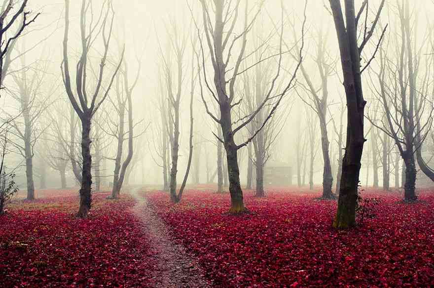 beautiful-mysterious-forests-14__880