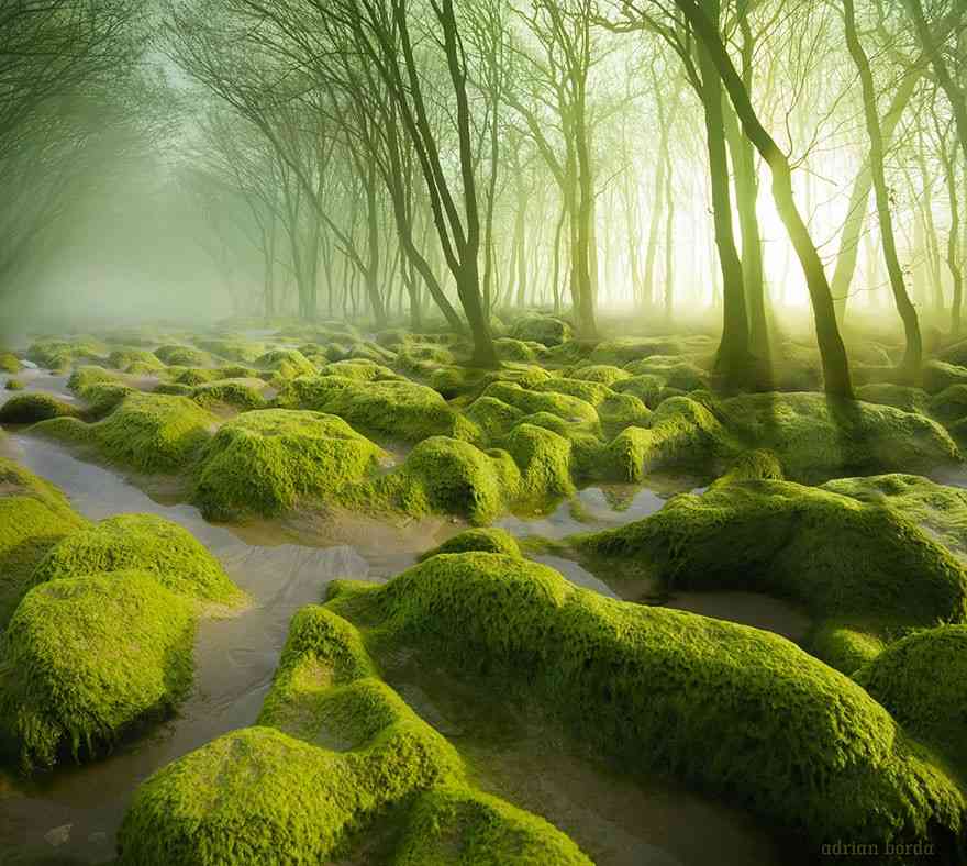 beautiful-mysterious-forests-18__880