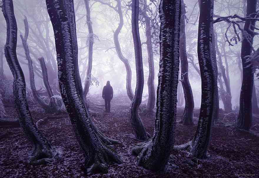 beautiful-mysterious-forests-6__880