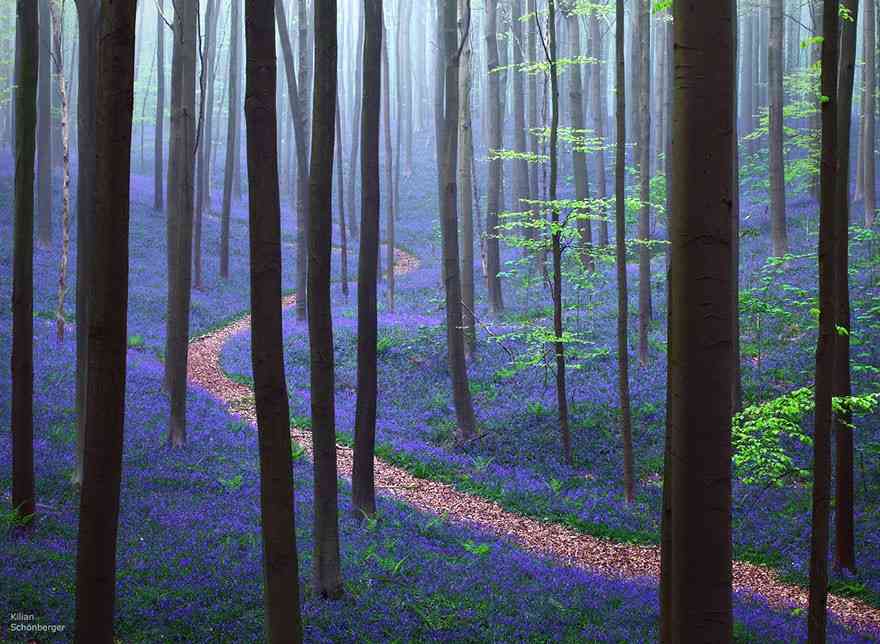 beautiful-mysterious-forests-8__880