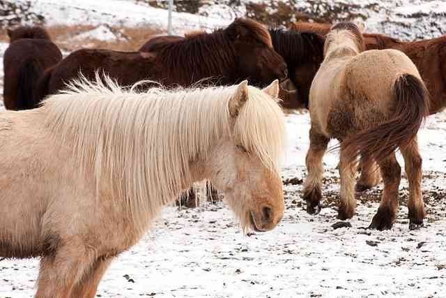 Τα πανέμορφα άλογα της παγωμένης Ισλανδίας | THECITIZEN.GR